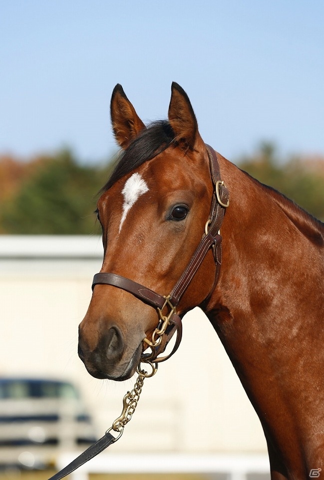 Satono Diamond | Horse Profile, Pedigree, Form, Race Record