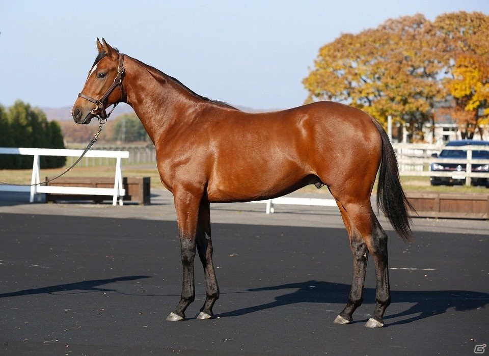 「StarHorse」シリーズにてサトノダイヤモンドの全弟“マルペンサの2016”の馬名募集キャンペーンが開始の画像2