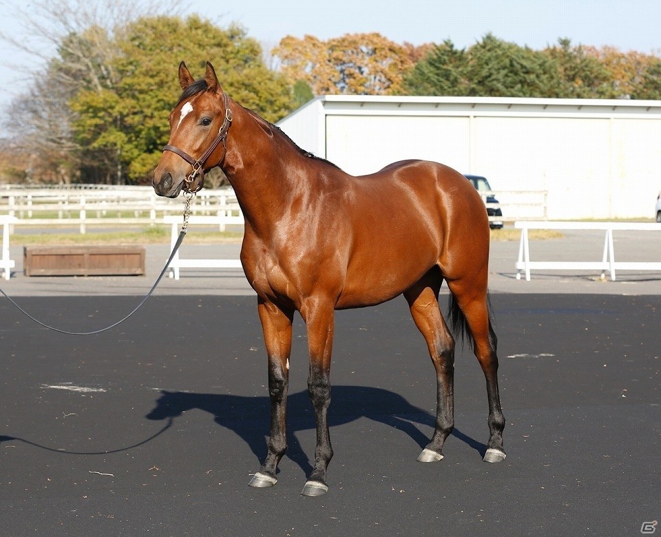 「StarHorse」シリーズにてサトノダイヤモンドの全弟“マルペンサの2016”の馬名募集キャンペーンが開始の画像3