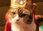 「星のドラゴンクエスト」かわいい“ネコ勇者”たちがドラゴンクエストの世界を大冒険！WEBムービー「猫の⽇【星ドラ】ネコ勇者たちが冒険してみた」が公開