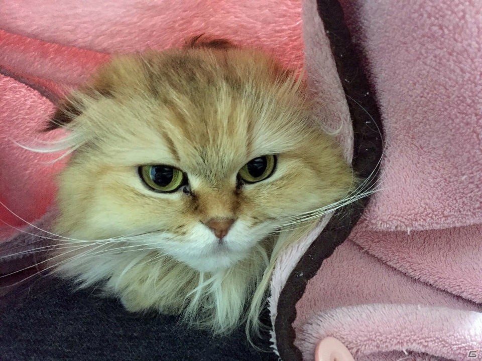 猫の話をするとしよう―編集部通信（2018年2月24日号）の画像1