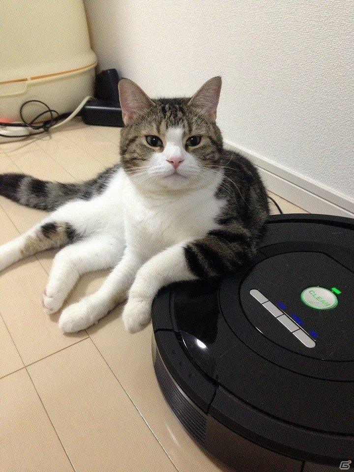 猫の話をするとしよう―編集部通信（2018年2月24日号）の画像2