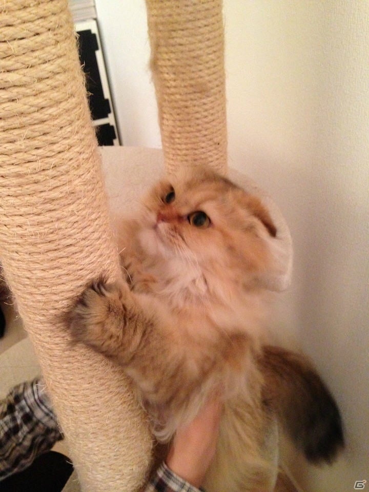 猫の話をするとしよう―編集部通信（2018年2月24日号）の画像3