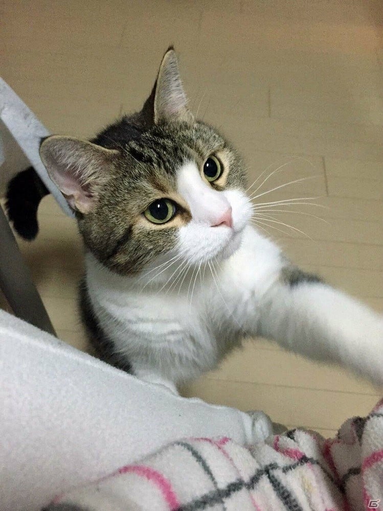 猫の話をするとしよう―編集部通信（2018年2月24日号）の画像6