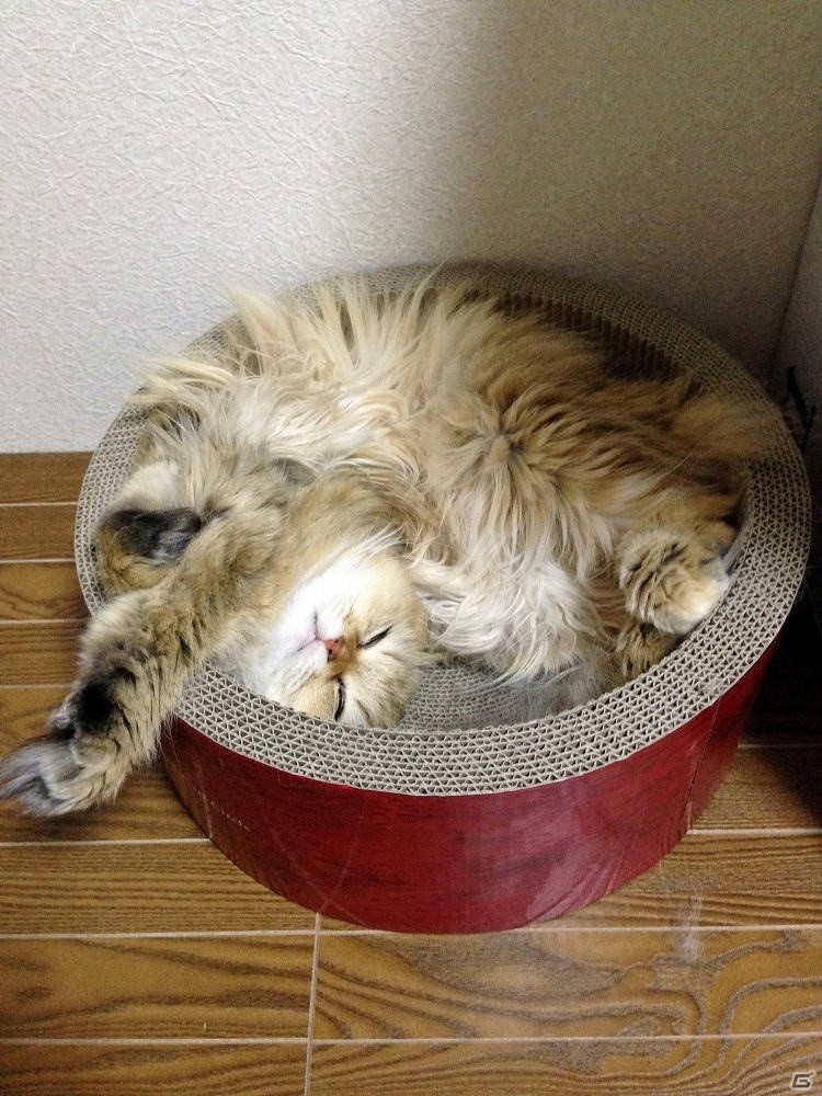 猫の話をするとしよう―編集部通信（2018年2月24日号）の画像9
