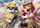 iOS/Android「戦国炎舞 -KIZNA-」あなたはどっち派？英傑たちが“いぬ”と“ねこ”になった1日限りの「英傑獲得祭」が開催