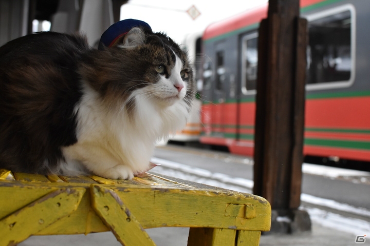 「ノラと皇女と野良猫ハート2」発売記念に名誉ねこ駅長「らぶ」がアニメイト秋葉原店頭に応援出張！の画像3