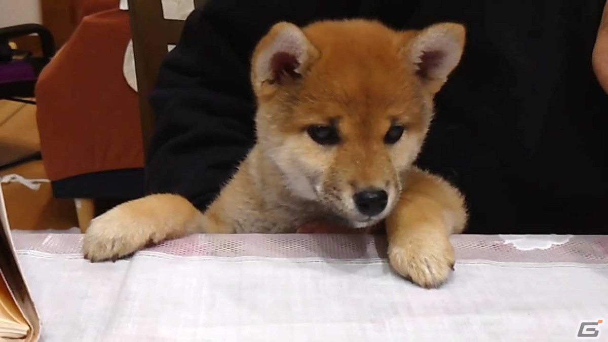 Switch「ツクールシリーズ 柴めくり」が発売！柴犬ひなの日常動画盛りだくさんのパズルゲームの画像2