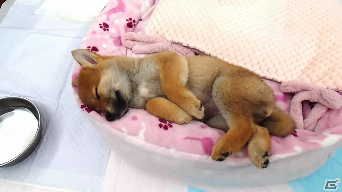 Switch「ツクールシリーズ 柴めくり」が発売！柴犬ひなの日常動画盛りだくさんのパズルゲームの画像3
