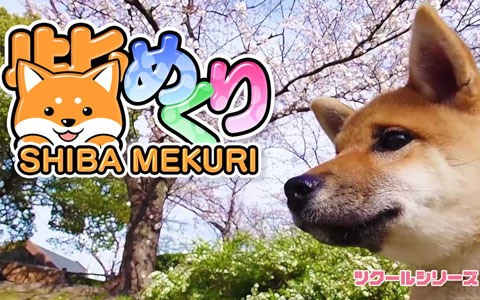 Switch「ツクールシリーズ 柴めくり」が発売！柴犬ひなの日常動画盛りだくさんのパズルゲーム