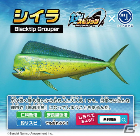 「釣りスピリッツ」×ツッテ西伊豆コラボによる親子釣りプランが登場！釣りを楽しみながら海洋問題や地産地消への関心を提供の画像6