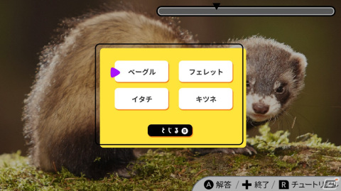 写真で脳トレ！「ビジュアルクイズこれな～んだ？」がSwitchで8月3日に配信の画像5