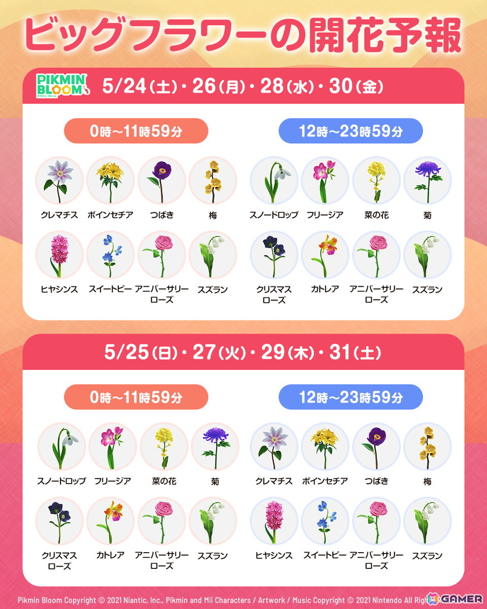 「ピクミンブルーム」で3.5周年を記念したコミュニティ・ウィークが開催!過去に取り逃がしたフラワーバッジやMii用「黄金に輝くシルクハット」が手に入るの画像