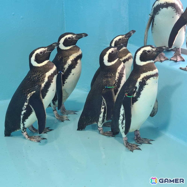 「アクアリウムは踊らない」と長岡市寺泊水族博物館のコラボが8月23日より開催！原作者・橙々氏強制参加のファンツアーもの画像4