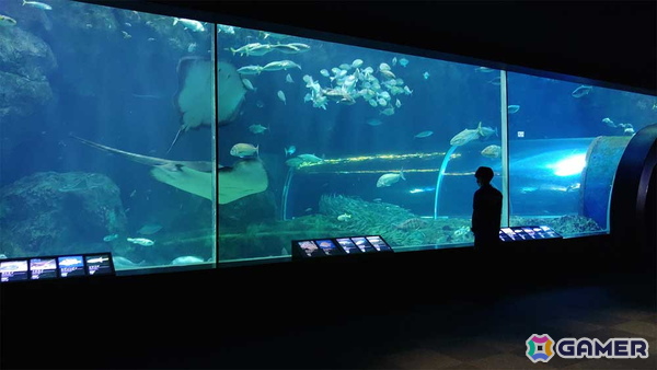 「アクアリウムは踊らない」と長岡市寺泊水族博物館のコラボが8月23日より開催！原作者・橙々氏強制参加のファンツアーもの画像9