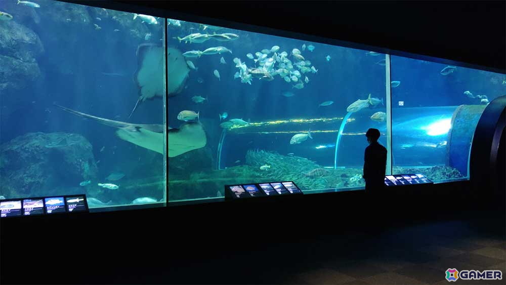 「アクアリウムは踊らない」と長岡市寺泊水族博物館のコラボが8月23日より開催！原作者・橙々氏強制参加のファンツアーもの画像