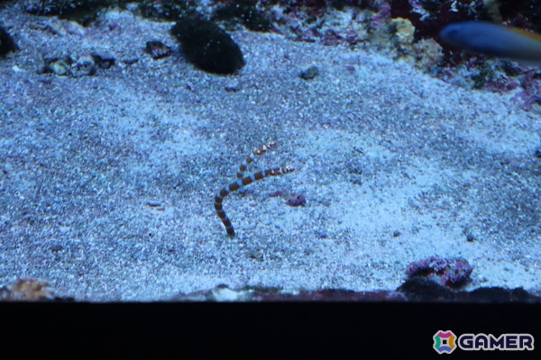 月歌とあいなと一緒に水族館を巡れる！「ヘブバン」✕サンシャイン水族館コラボに行ってきたさ～の画像