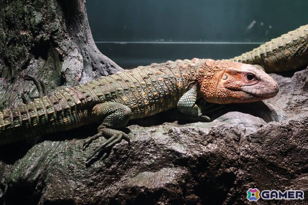 月歌とあいなと一緒に水族館を巡れる！「ヘブバン」✕サンシャイン水族館コラボに行ってきたさ～の画像
