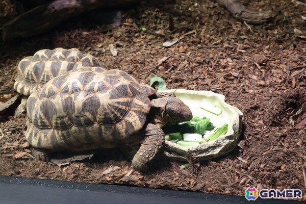 月歌とあいなと一緒に水族館を巡れる！「ヘブバン」✕サンシャイン水族館コラボに行ってきたさ～の画像