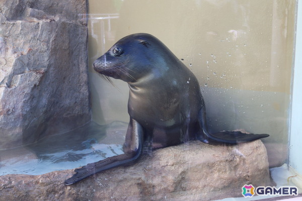 月歌とあいなと一緒に水族館を巡れる！「ヘブバン」✕サンシャイン水族館コラボに行ってきたさ～の画像