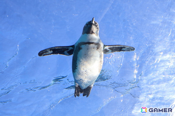 月歌とあいなと一緒に水族館を巡れる！「ヘブバン」✕サンシャイン水族館コラボに行ってきたさ～の画像38