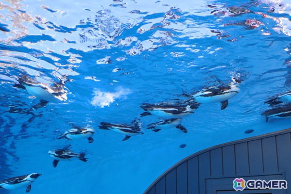 月歌とあいなと一緒に水族館を巡れる！「ヘブバン」✕サンシャイン水族館コラボに行ってきたさ～の画像39
