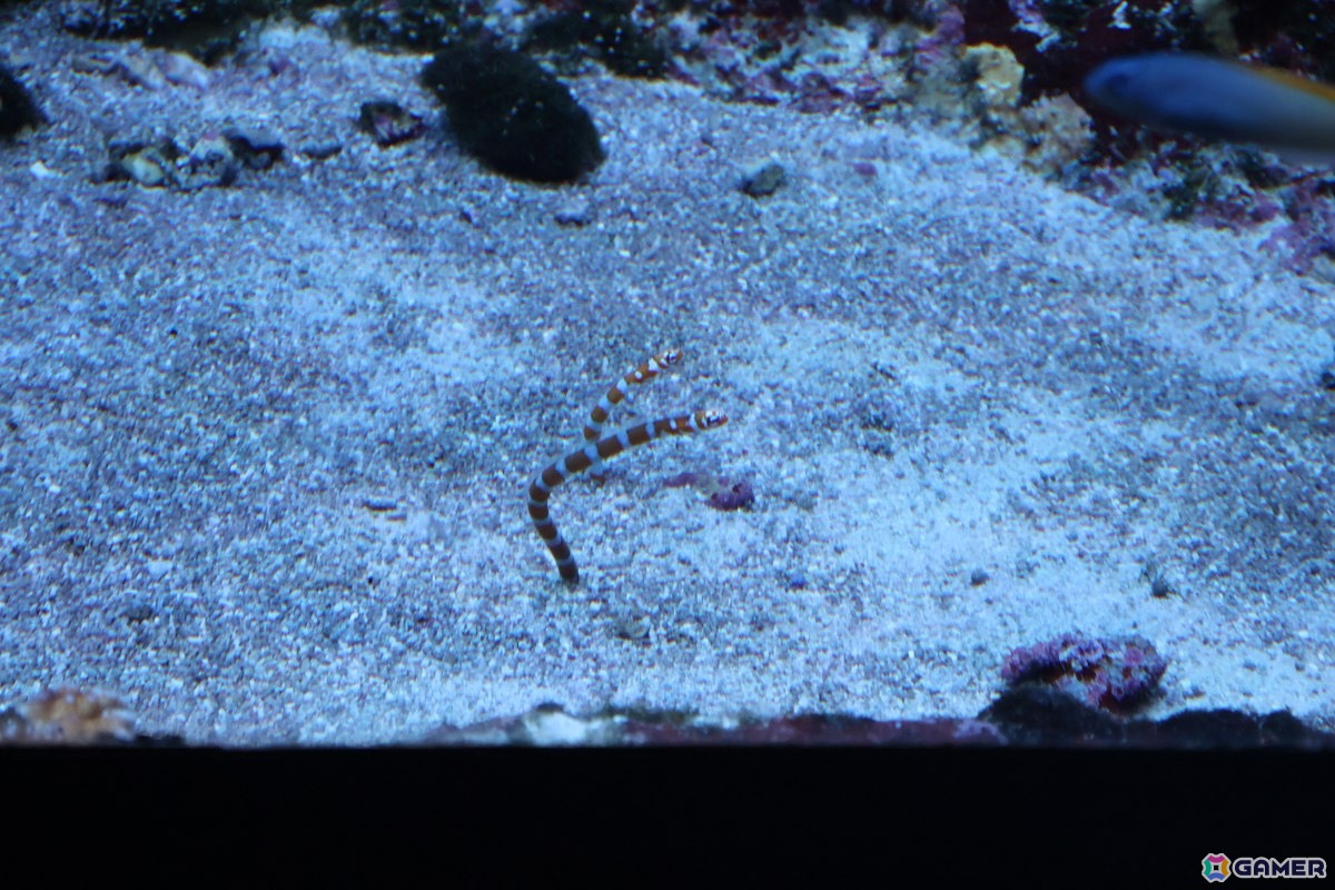 月歌とあいなと一緒に水族館を巡れる！「ヘブバン」✕サンシャイン水族館コラボに行ってきたさ～の画像26