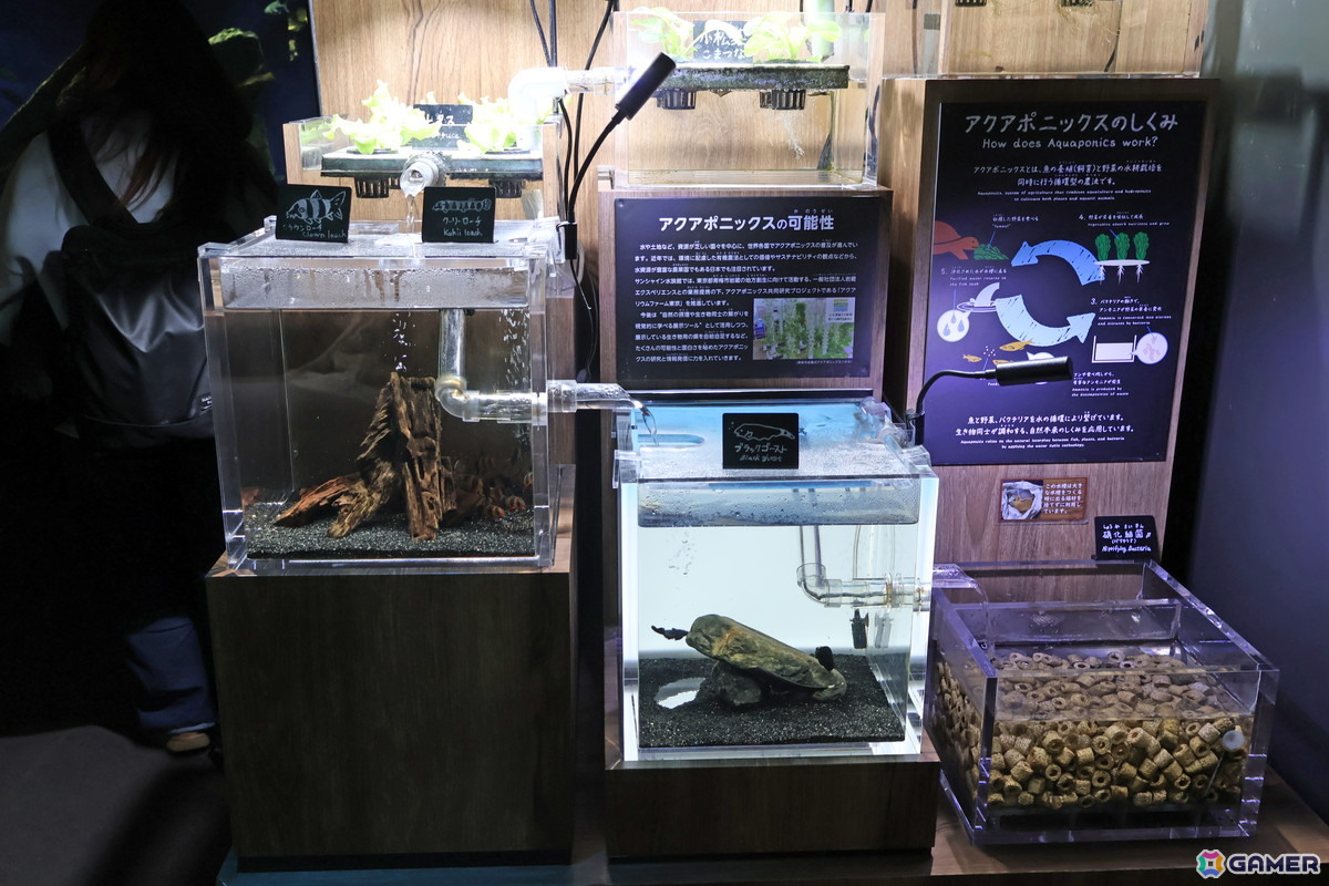 月歌とあいなと一緒に水族館を巡れる！「ヘブバン」✕サンシャイン水族館コラボに行ってきたさ～の画像32