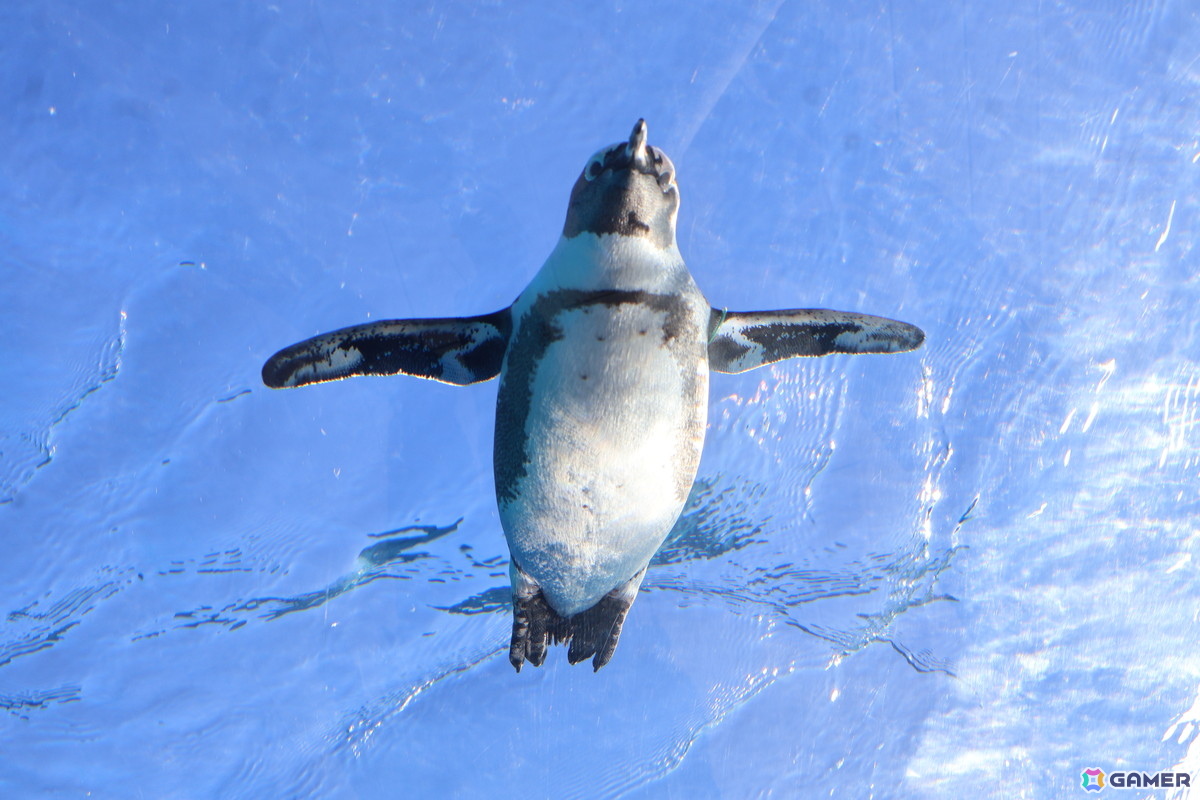 月歌とあいなと一緒に水族館を巡れる！「ヘブバン」✕サンシャイン水族館コラボに行ってきたさ～の画像