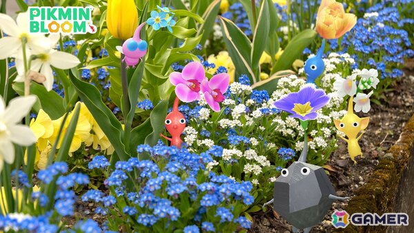 「ピクミンブルーム」で過去6ヶ月分のフラワーバッジを獲得できるイベント「コミュニティ・ウィーク」が5月23日より開催！お題クリアで黄金のスキニーパンツが貰えるの画像1