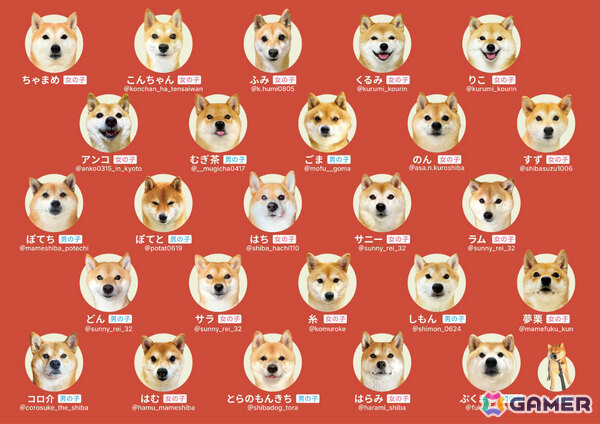 柴犬愛が試される神経衰弱ゲーム「柴あわせ-あか-」「柴あわせ-くろ-」の先行予約販売が開始！SNSで活躍する人気インフルエンサー犬が多数参加の画像3