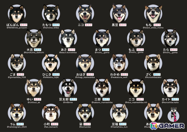 柴犬愛が試される神経衰弱ゲーム「柴あわせ-あか-」「柴あわせ-くろ-」の先行予約販売が開始！SNSで活躍する人気インフルエンサー犬が多数参加の画像4