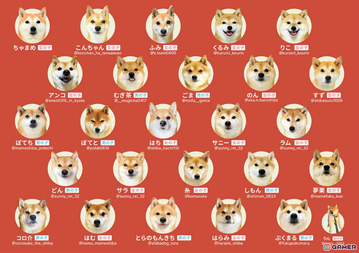 「柴あわせ-あか-」に参加している柴犬たち