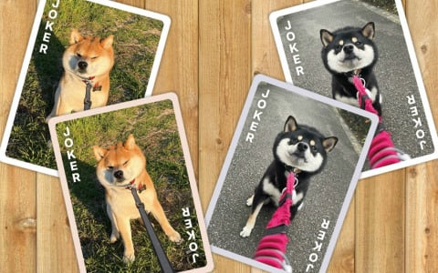 柴犬愛が試される神経衰弱ゲーム「柴あわせ-あか-」「柴あわせ-くろ-」の先行予約販売が開始！SNSで活躍する人気インフルエンサー犬が多数参加