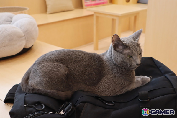 Switch版「リトルキティ・ビッグシティ～まいごの子猫の街さんぽ～」が発売！猫となって自由気ままに過ごすオープンワールドゲームの画像