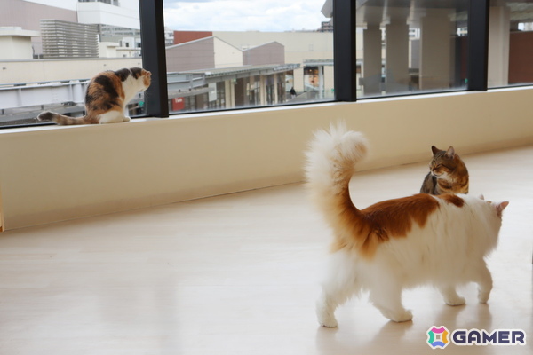 Switch版「リトルキティ・ビッグシティ～まいごの子猫の街さんぽ～」が発売！猫となって自由気ままに過ごすオープンワールドゲームの画像