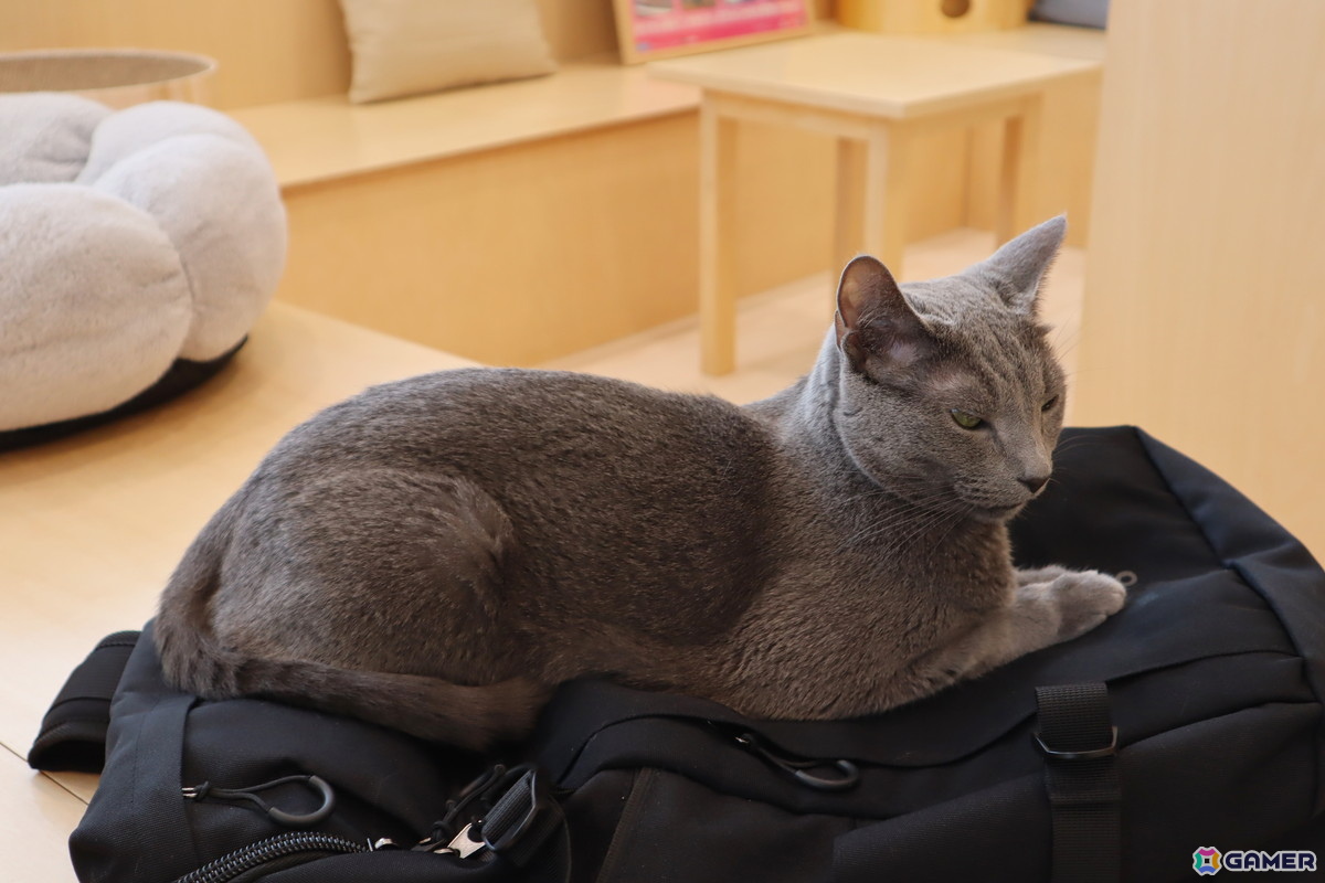 Switch版「リトルキティ・ビッグシティ～まいごの子猫の街さんぽ～」が発売！猫となって自由気ままに過ごすオープンワールドゲームの画像10