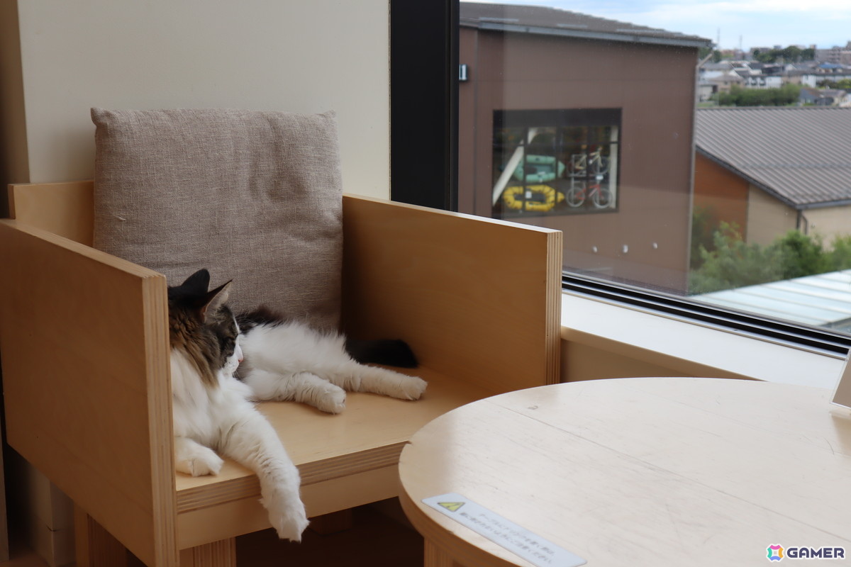 Switch版「リトルキティ・ビッグシティ～まいごの子猫の街さんぽ～」が発売！猫となって自由気ままに過ごすオープンワールドゲームの画像7