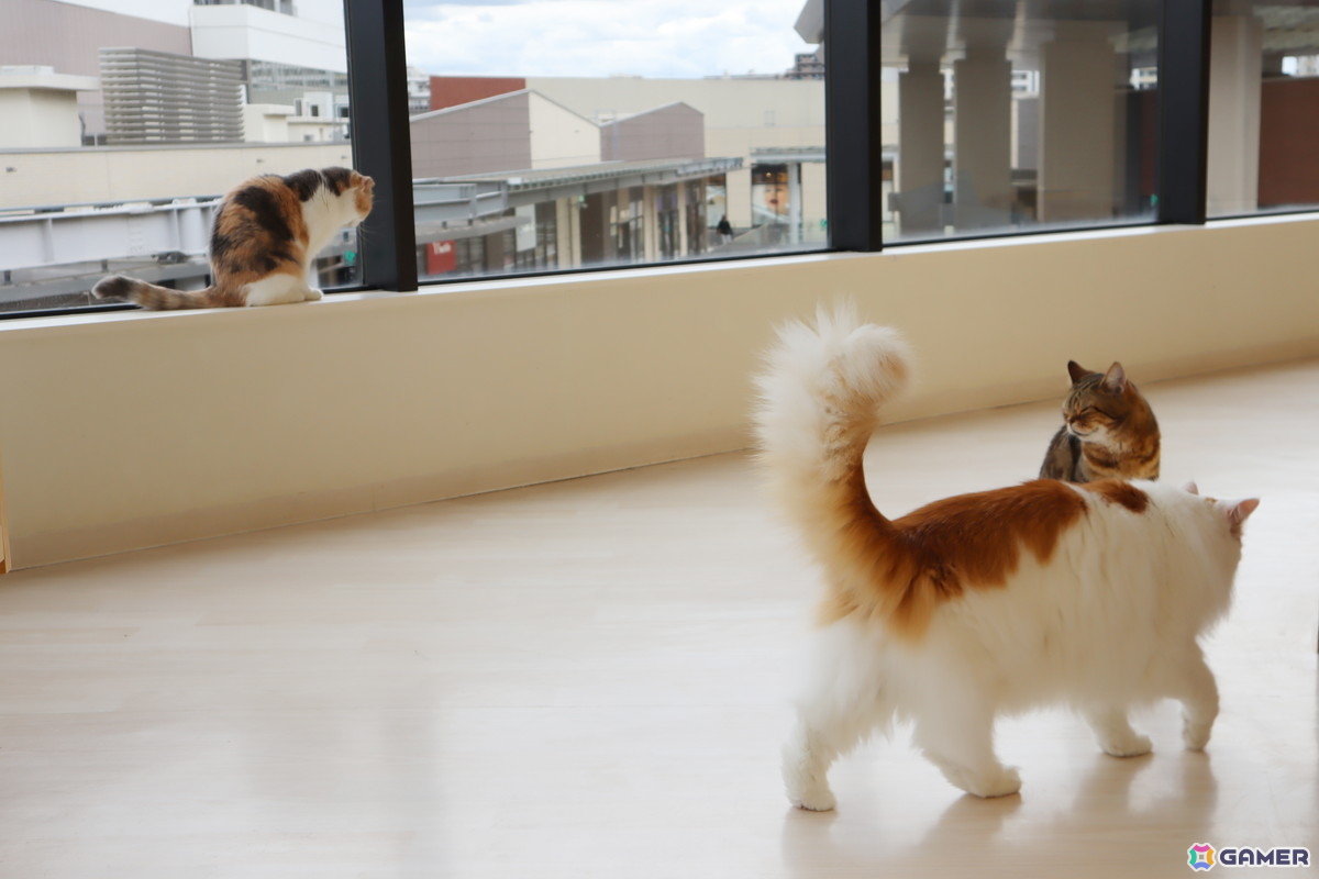 Switch版「リトルキティ・ビッグシティ～まいごの子猫の街さんぽ～」が発売！猫となって自由気ままに過ごすオープンワールドゲームの画像9