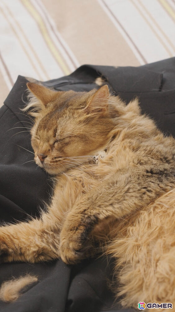 「デモンズナイトフィーバー」可愛い猫(邪神)が悪戯やり放題!?全6種のWebショートCMが順次公開の画像
