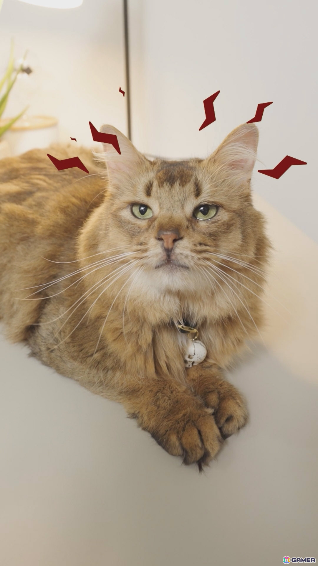 「デモンズナイトフィーバー」可愛い猫（邪神）が悪戯やり放題！？全6種のWebショートCMが順次公開の画像1