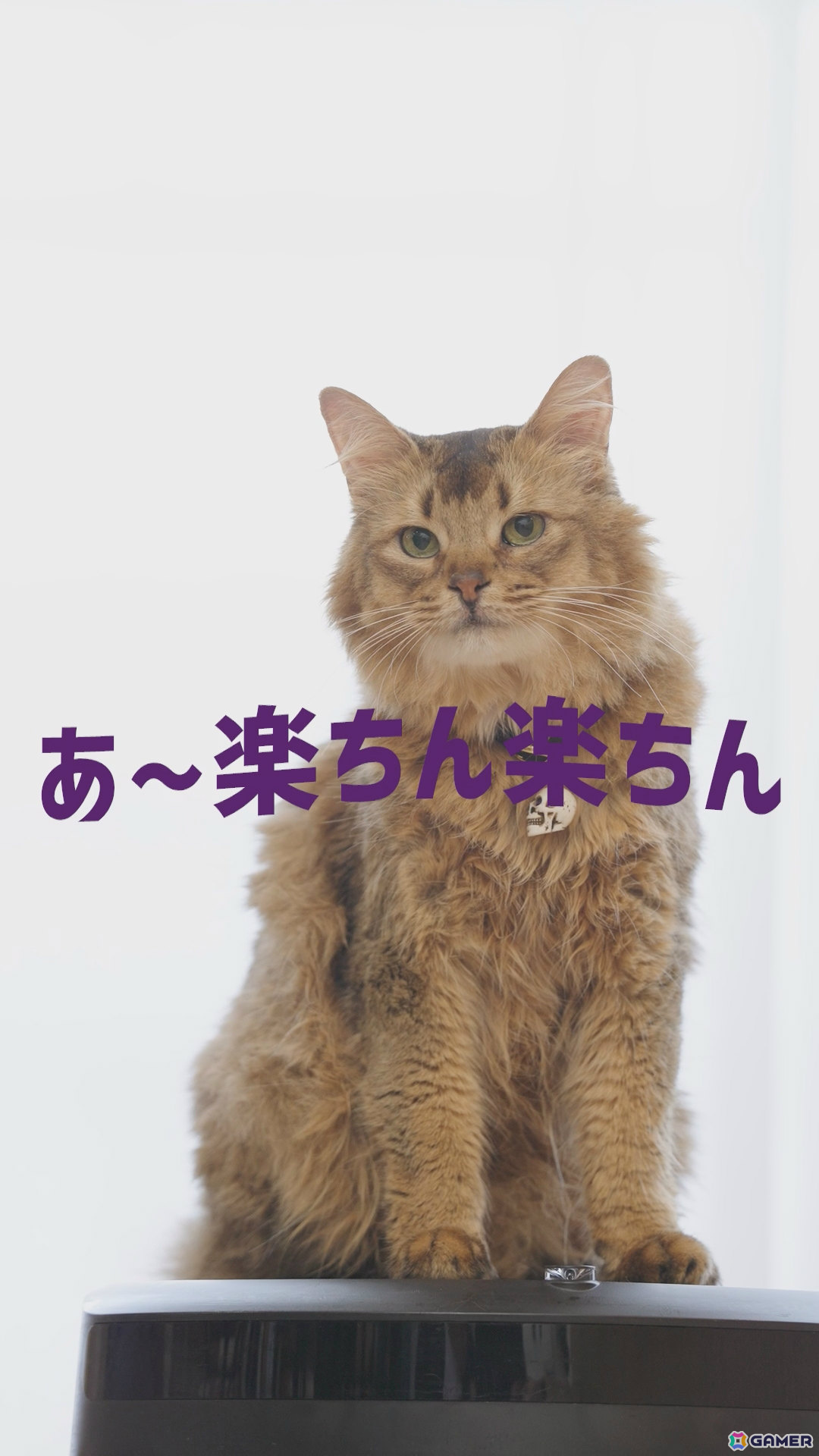 「デモンズナイトフィーバー」可愛い猫（邪神）が悪戯やり放題！？全6種のWebショートCMが順次公開の画像3