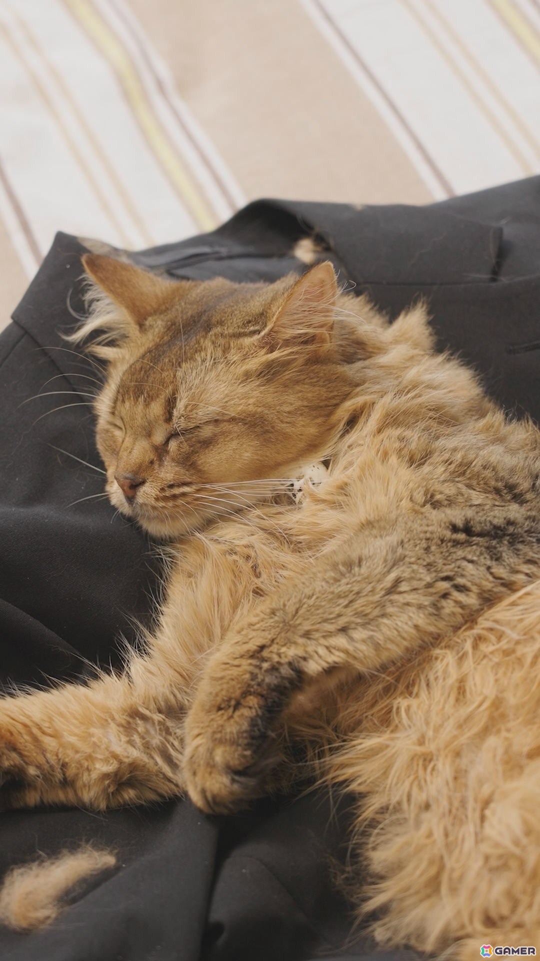 「デモンズナイトフィーバー」可愛い猫（邪神）が悪戯やり放題！？全6種のWebショートCMが順次公開の画像4