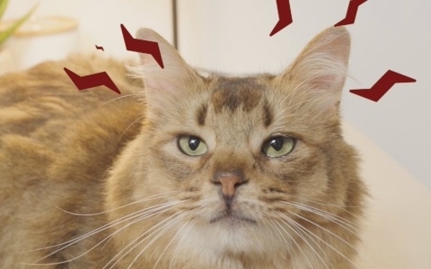 「デモンズナイトフィーバー」可愛い猫(邪神)が悪戯やり放題!?全6種のWebショートCMが順次公開
