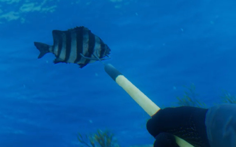 銛一本で魚を突く一人称視点の素潜り漁シミュレーション「SpearDive」デモ版が公開！魚の習性を観察してそれぞれに適した方法で狙おう